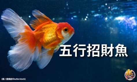 招財魚有哪些|十二風水招財魚